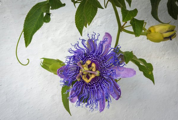 Quali sono le migliori varietà di piante per un'aiuola sempre fiorita in un clima temperato?